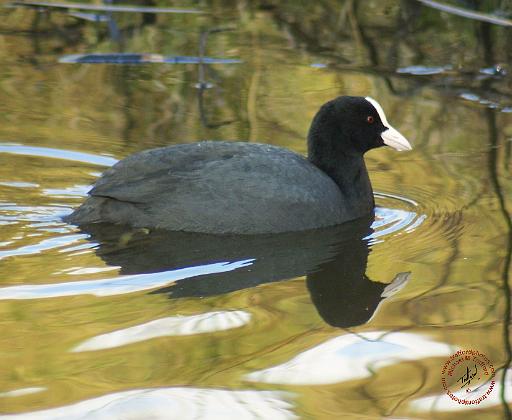 Coot 9R005D-127.JPG